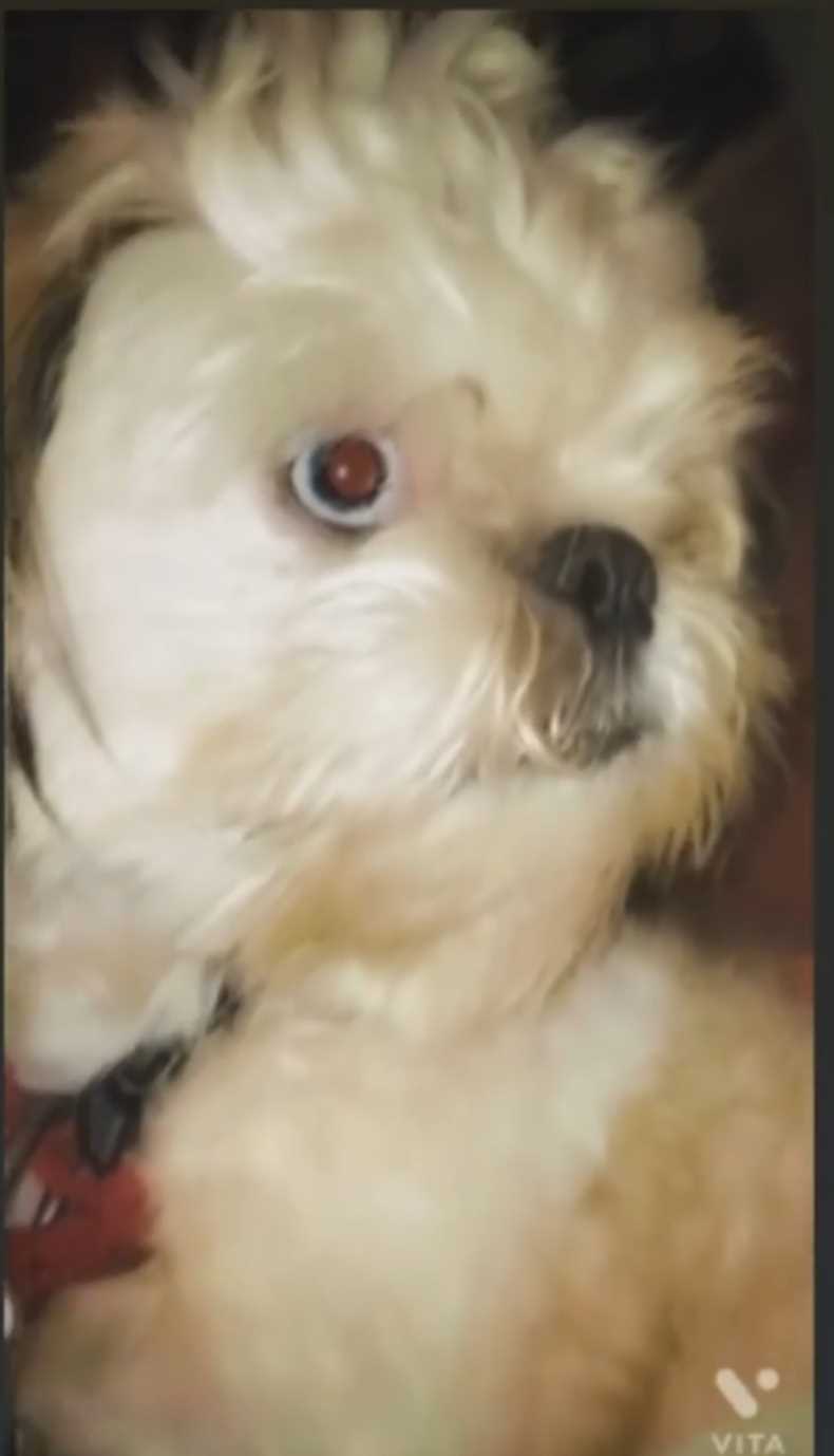 Shih Tzu Dogs For Mating In Bangalore