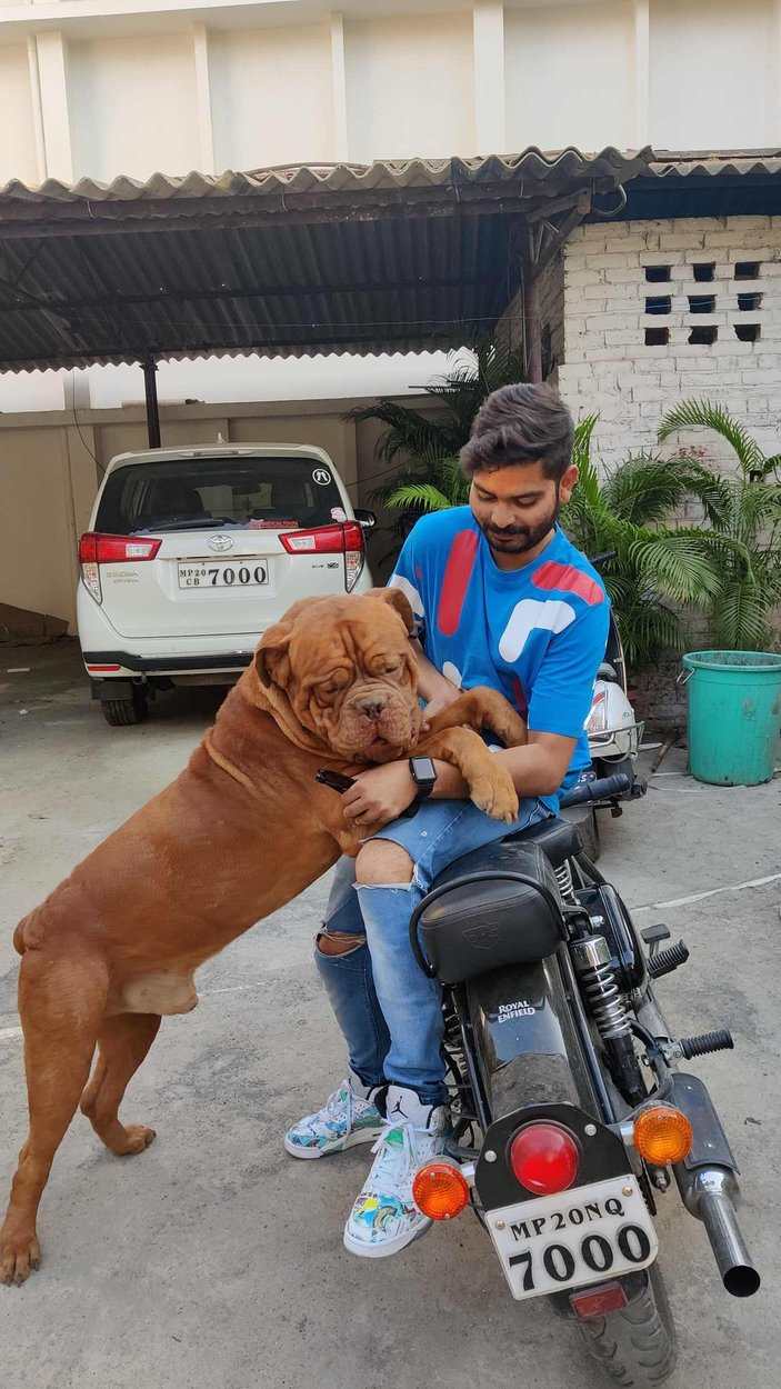 French Mastiff Dogs For Mating In Jabalpur