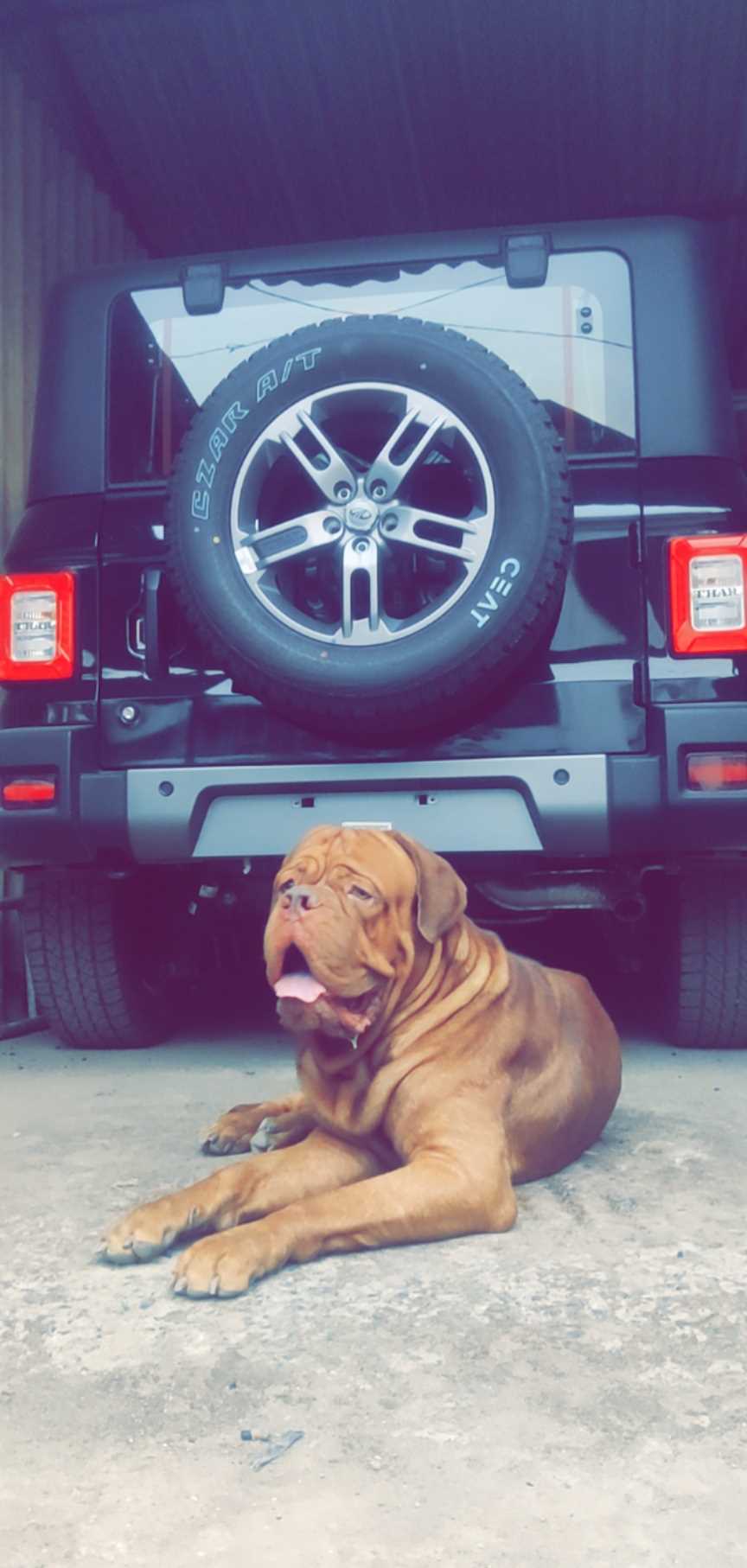 French Mastiff Dogs For Mating In Jabalpur