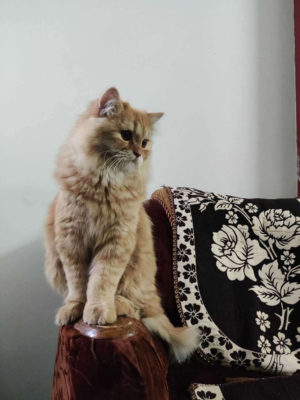 Persian For Adoption In Raichur