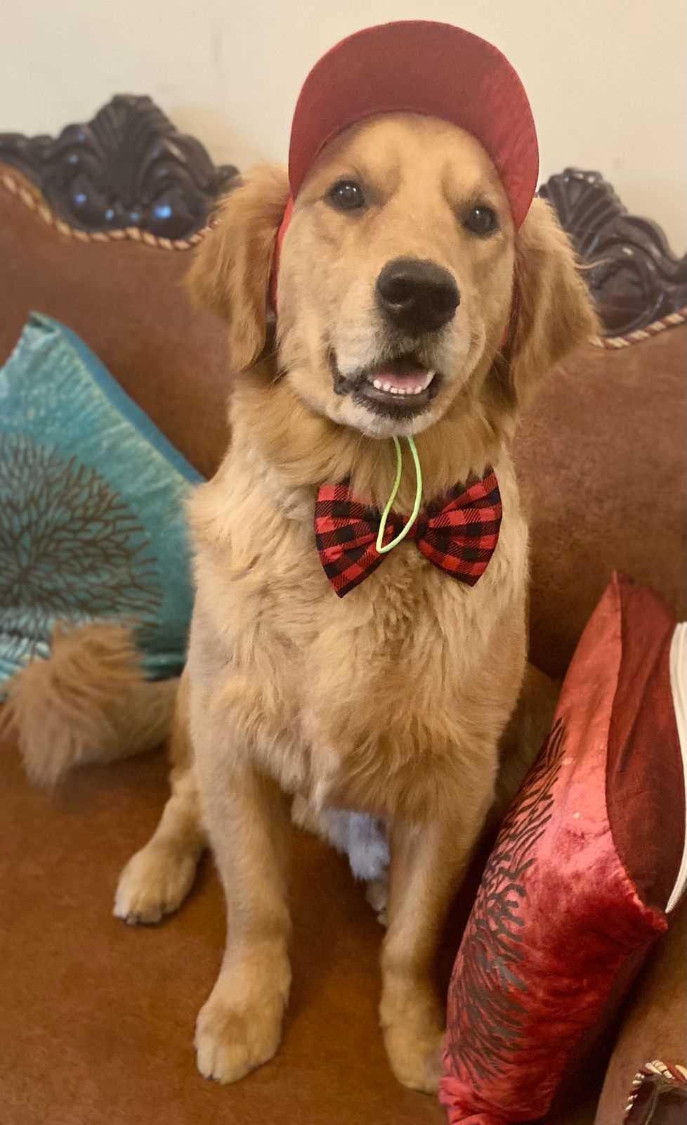 Golden Retriever Dogs For Mating In Jammu