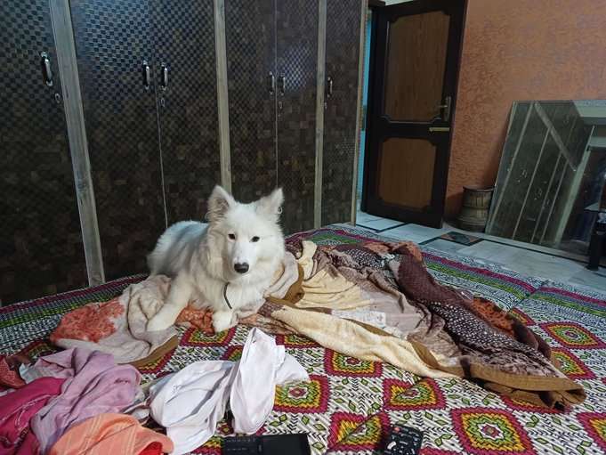 German Spitz For Adoption In Patiala