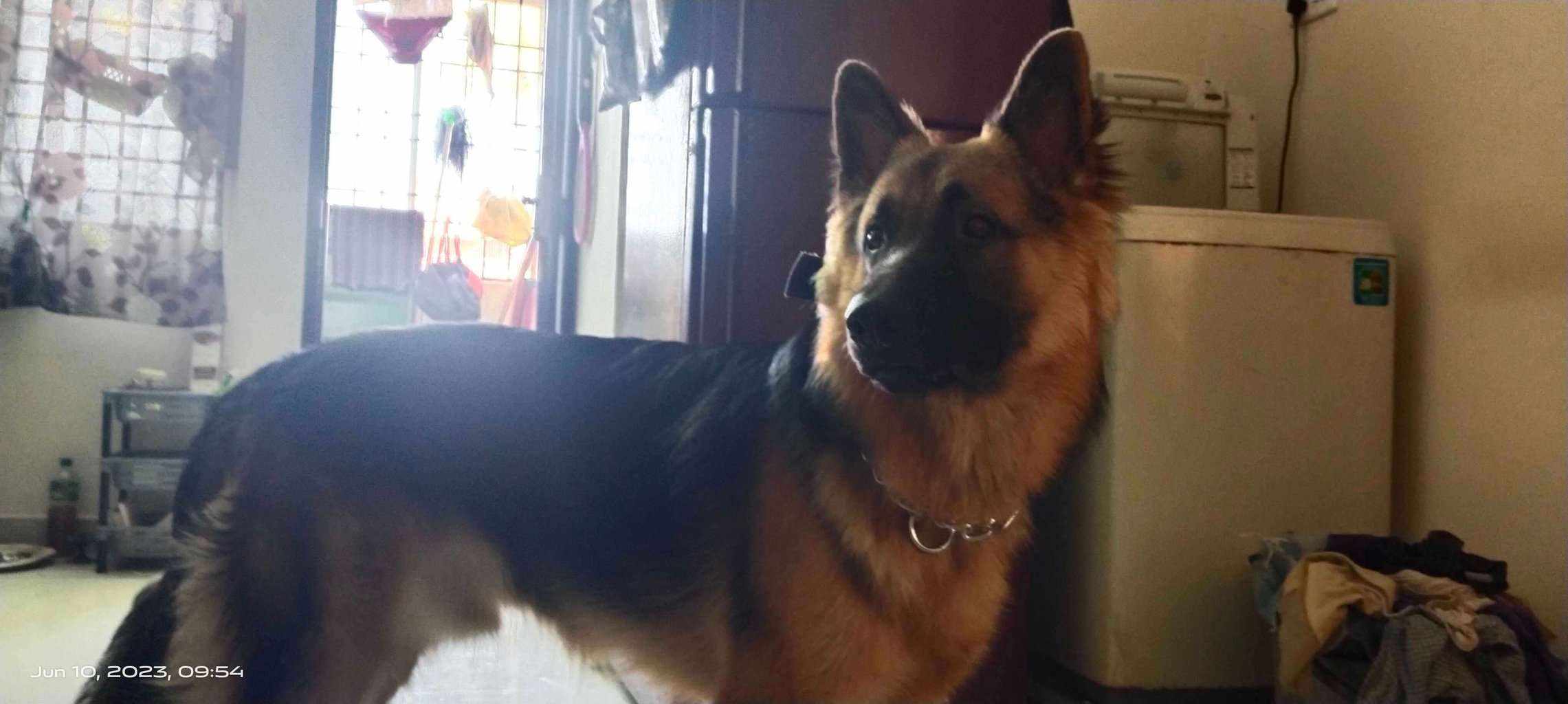 German Shepherd Dogs For Mating In Chennai