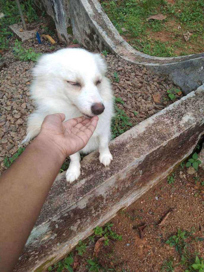 Pomeranian For Adoption In Pathanamthitta