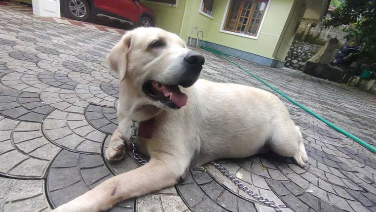 Labrador Retriever For Adoption In Pathanamthitta