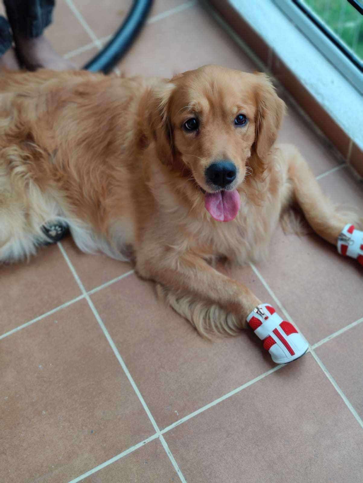 Golden Retriever Dogs For Mating In Bangalore