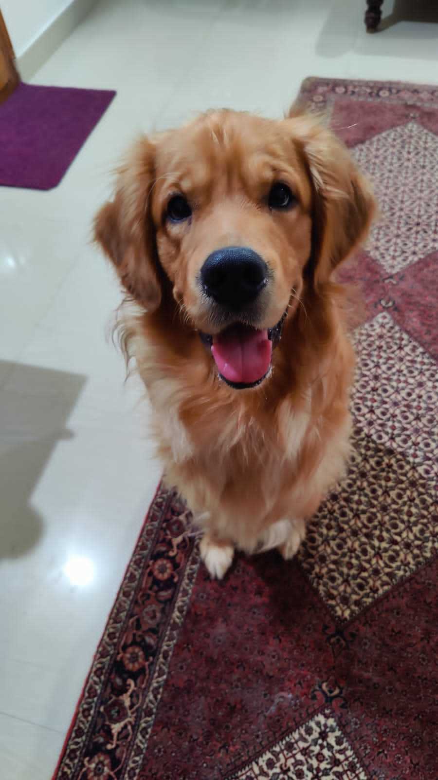 Golden Retriever Dogs For Mating In Bangalore