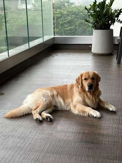 Golden Retriever Dogs For Mating In Mumbai