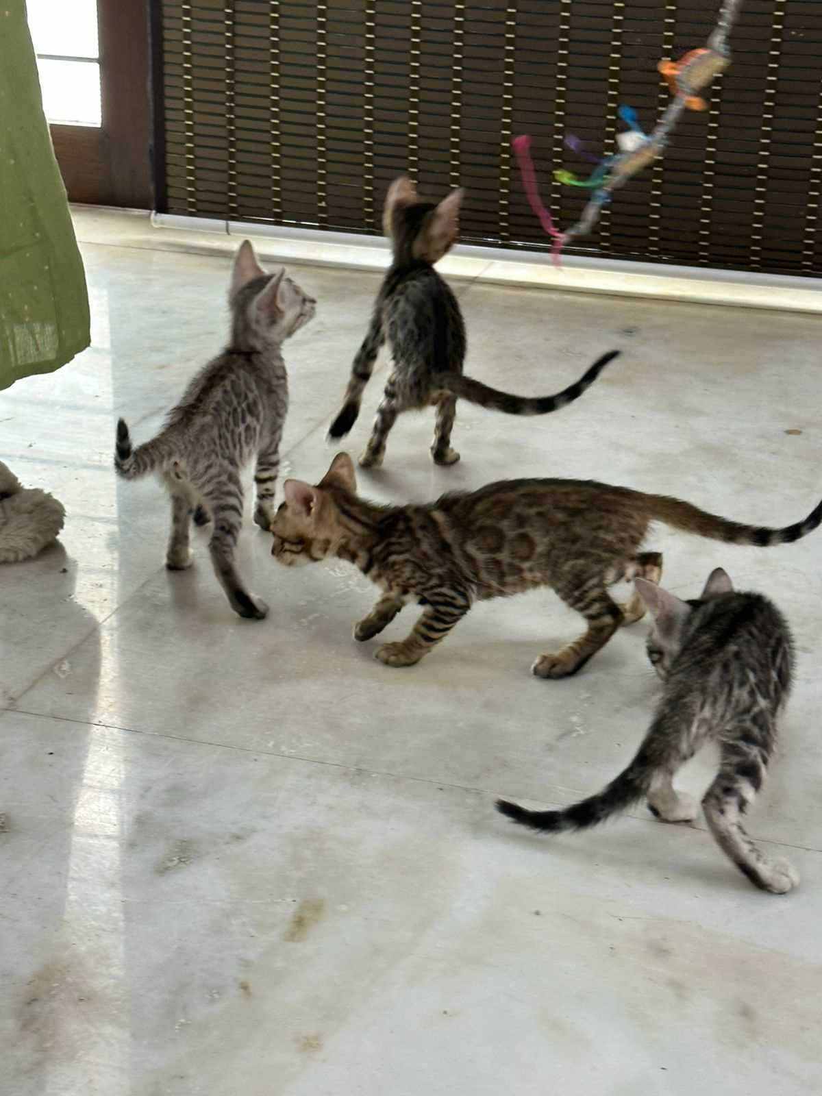 Bengal For Sale In Bangalore