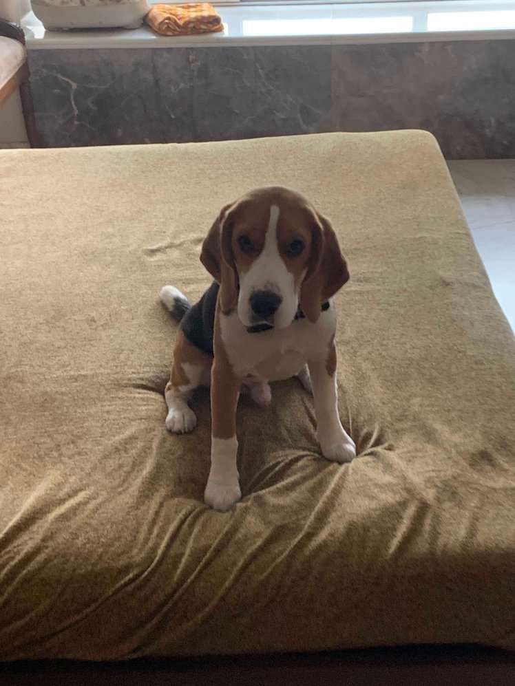 Beagle Dogs For Mating In Mumbai