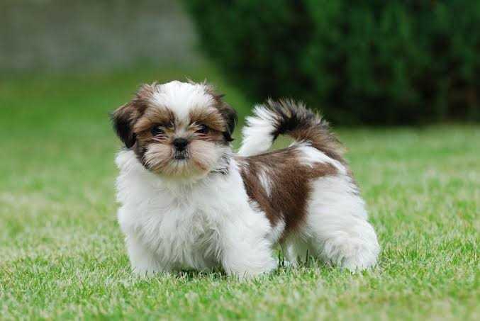Shih Tzu For Sale In Chandigarh