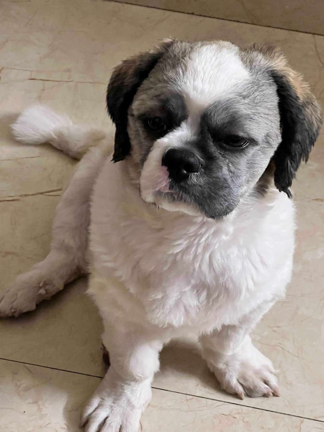 Shih Tzu Dogs For Mating In Bhubaneswar