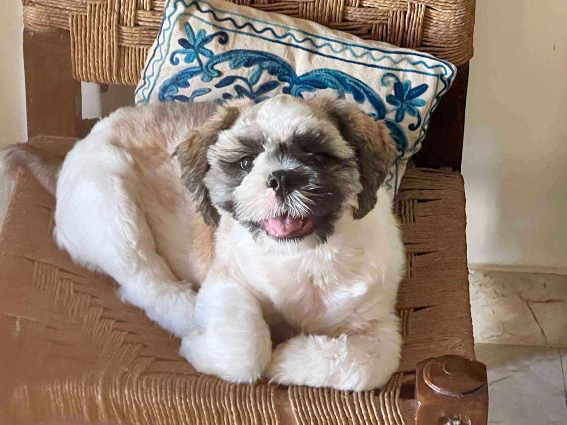 Shih Tzu Dogs For Mating In Bhubaneswar