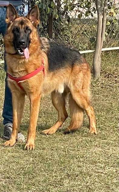 German Shepherd Dogs For Mating In Delhi