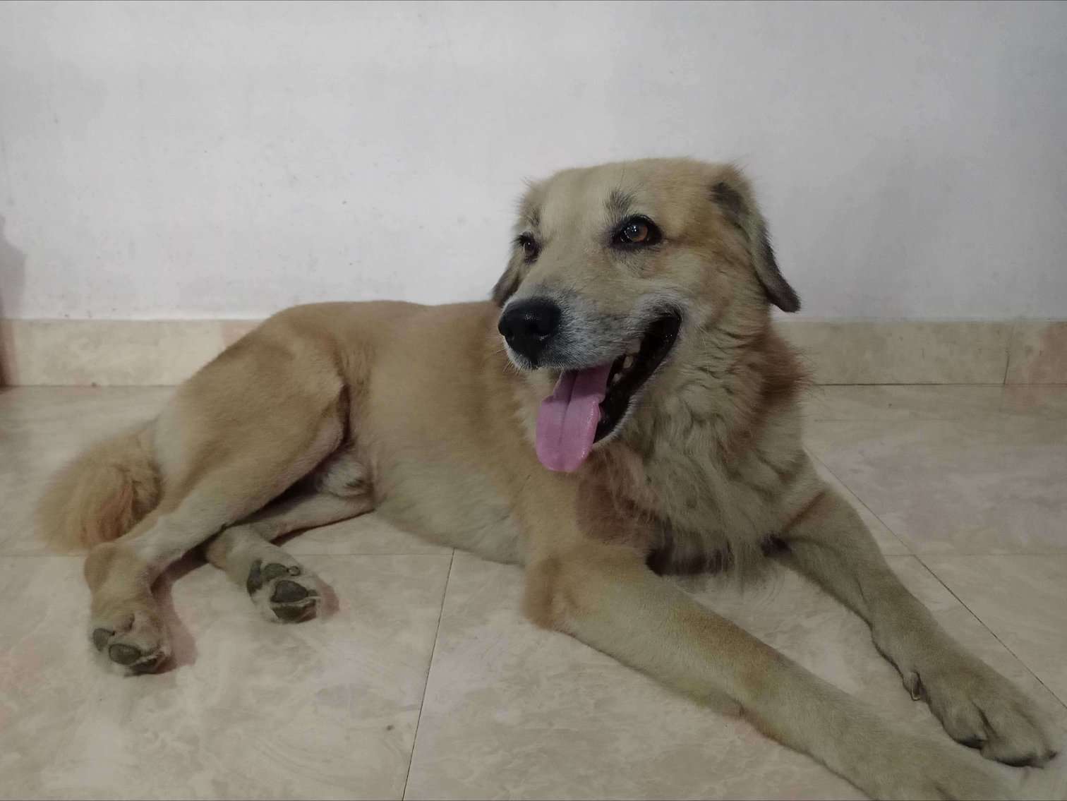 Indian Breed For Adoption In Ernakulam