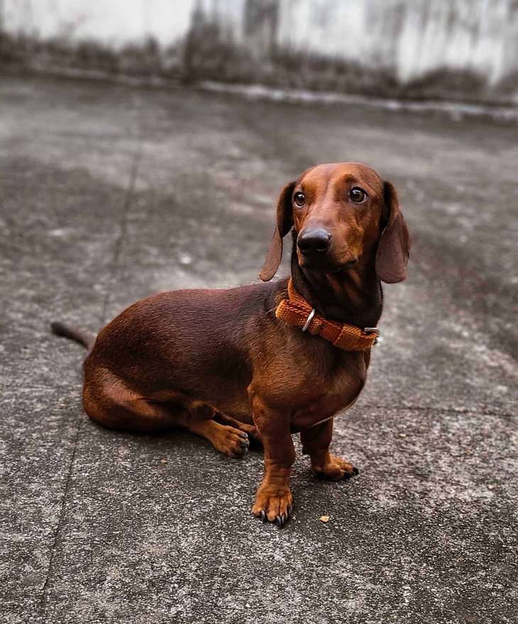 Dachshund Dogs For Mating In Chennai