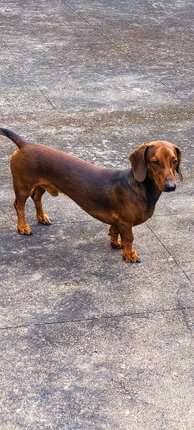 Dachshund Dogs For Mating In Chennai