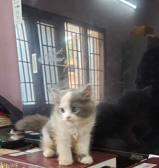 Persian For Sale In Madurai