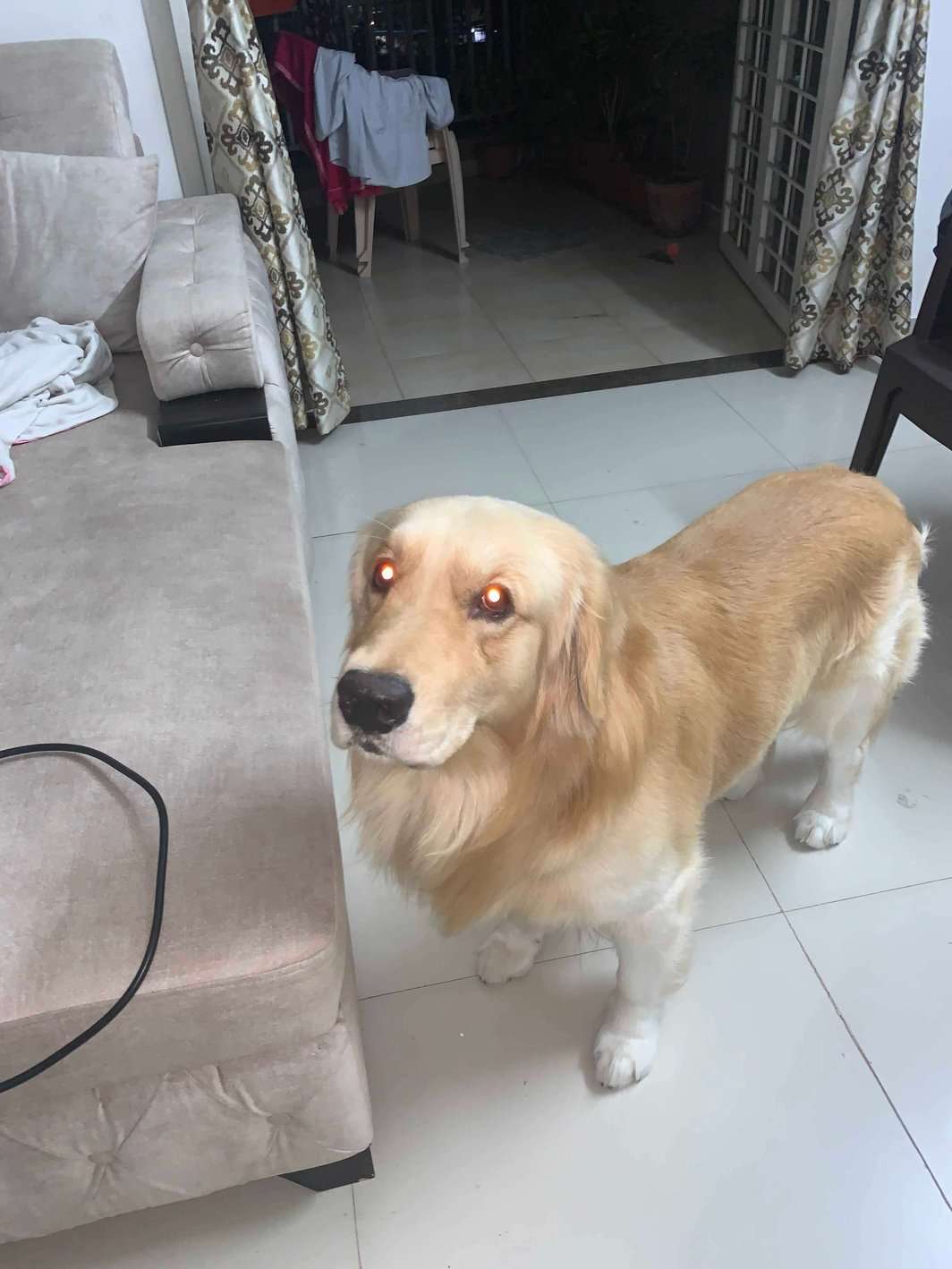 Golden Retriever Dogs For Mating In Pune