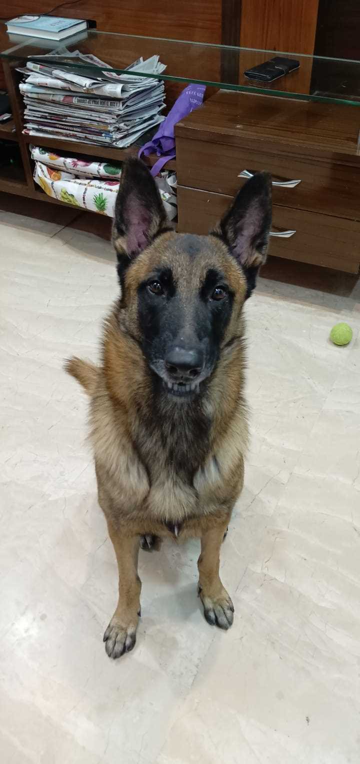 Belgian Malinois Dogs For Mating In Hyderabad