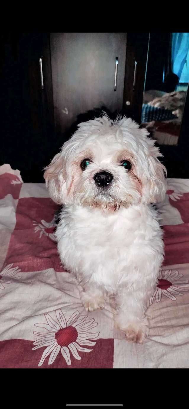 Lhasa Apso Dogs For Mating In Mumbai