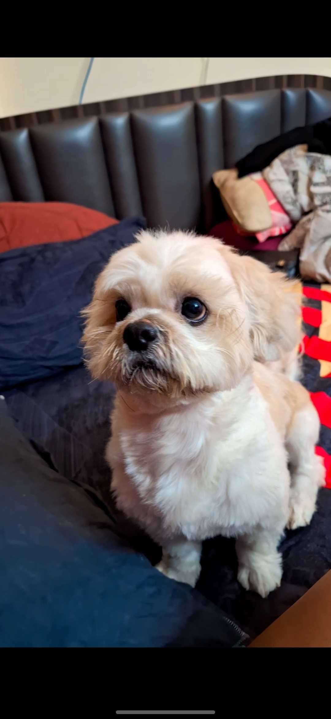 Lhasa Apso Dogs For Mating In Mumbai