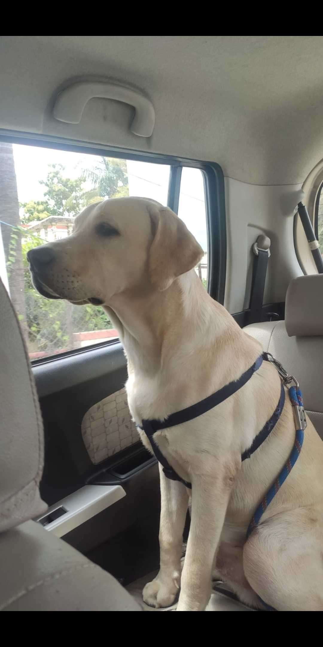 Labrador Retriever Dogs For Mating In Chennai