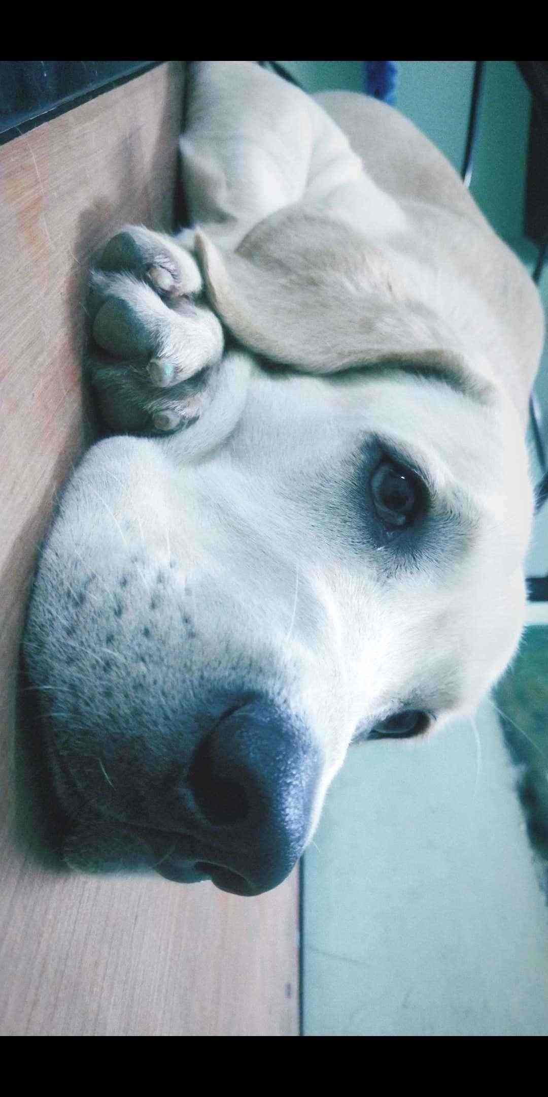 Labrador Retriever Dogs For Mating In Chennai