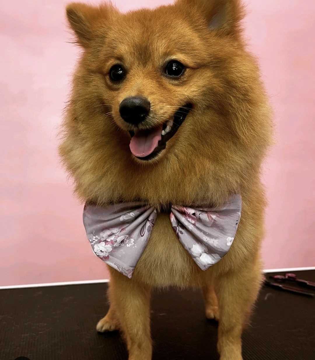 Culture Pomeranian Dogs For Mating In Mumbai