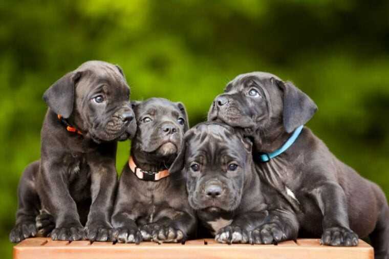 Cane Corso For Sale In Kadapa