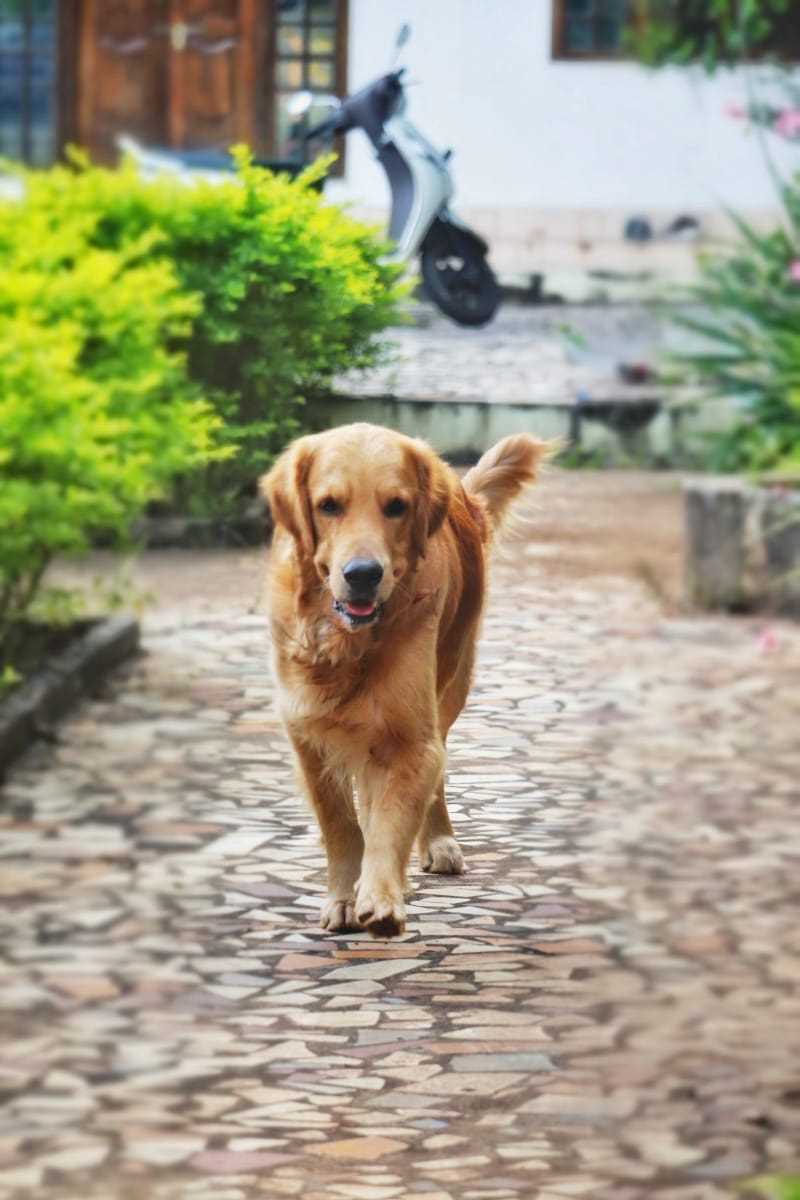 Golden Retriever Dogs For Mating In Guntur