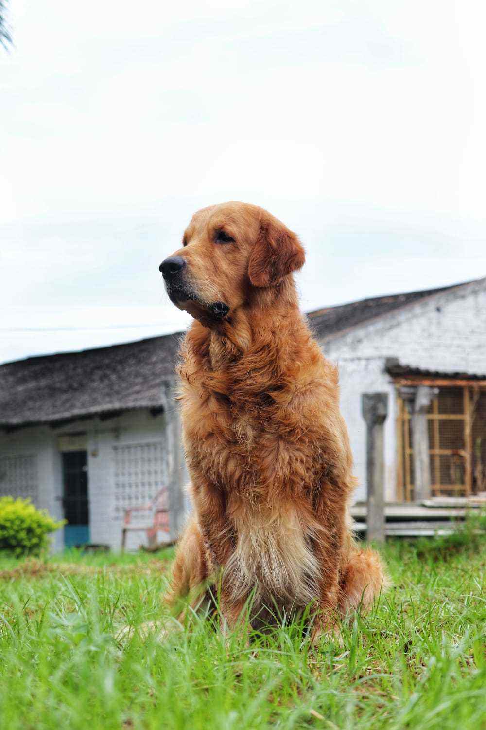 Golden Retriever Dogs For Mating In Guntur
