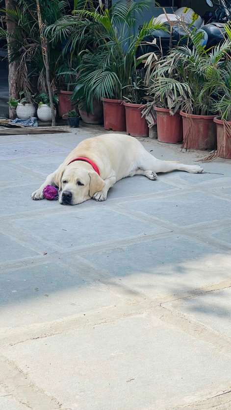 Labrador Retriever Dogs For Mating In Jaipur