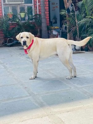 Labrador Retriever Dogs For Mating In Jaipur