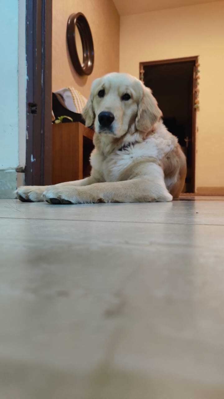 Golden Retriever For Adoption In Alwar
