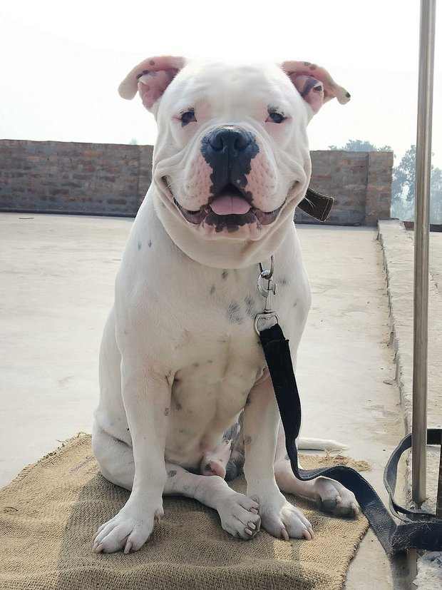 American Bully Dogs For Mating In Gorakhpur