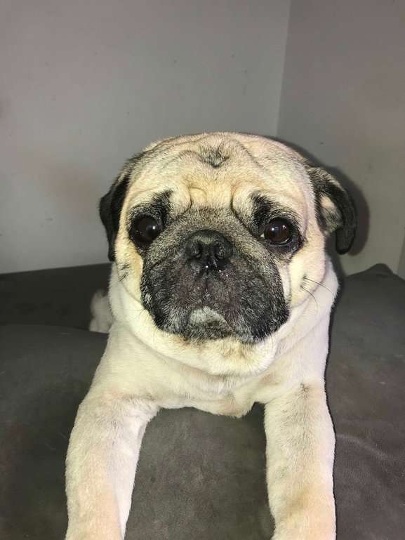 Pug Dogs For Mating In Dehradun