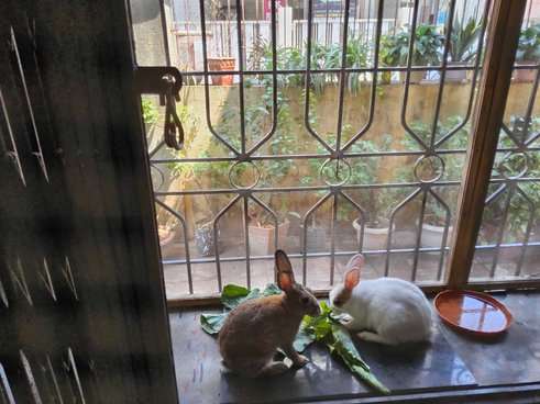 Rabbits For Adoption In Mumbai