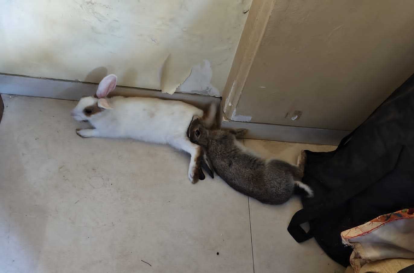 Rabbits For Adoption In Mumbai