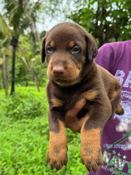 Doberman For Sale In Ratnagiri