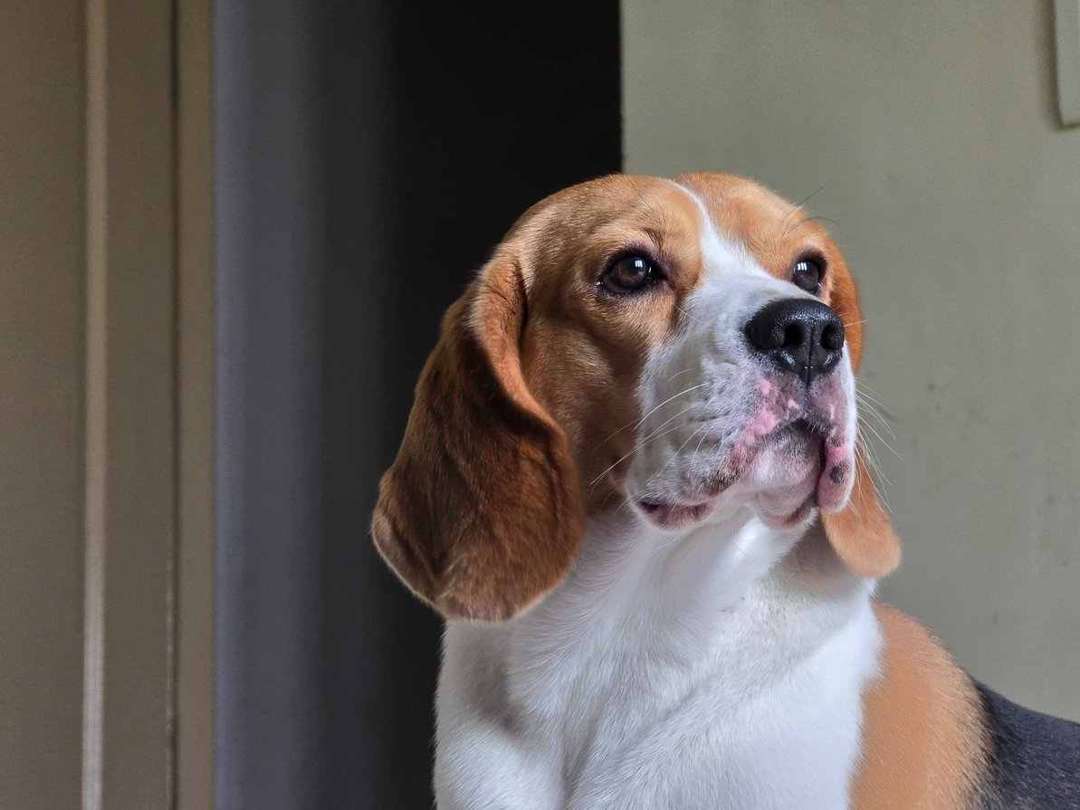 Beagle Dogs For Mating In Chennai