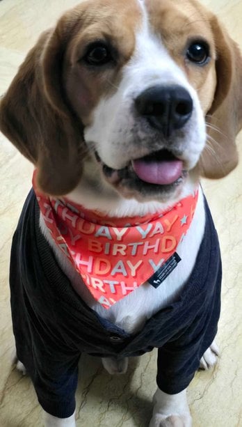 Beagle Dogs For Mating In Chennai