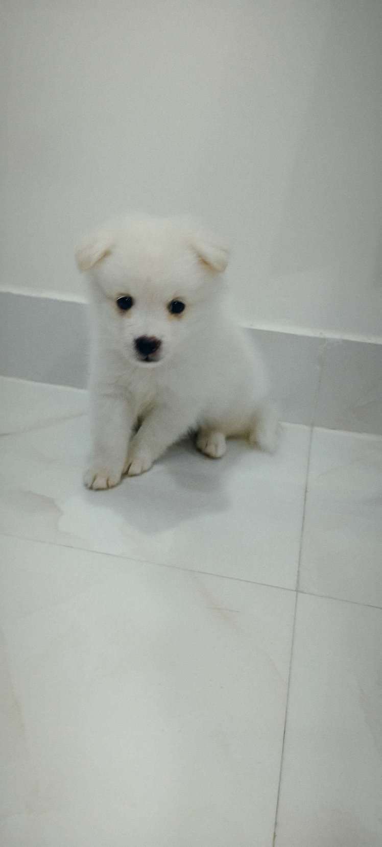 Indian Spitz For Sale In Hyderabad