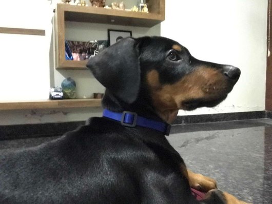 Doberman For Sale In Bangalore