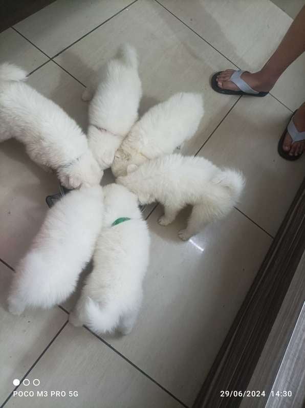 Samoyed For Sale In Mansa PB