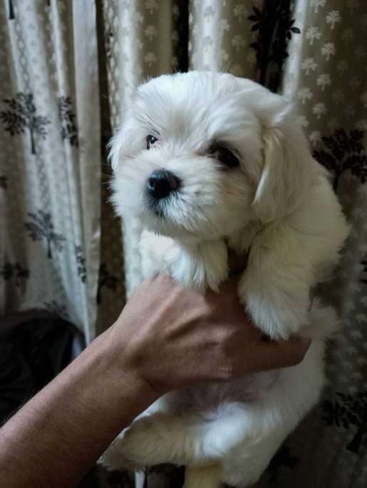 Maltese For Sale In Delhi
