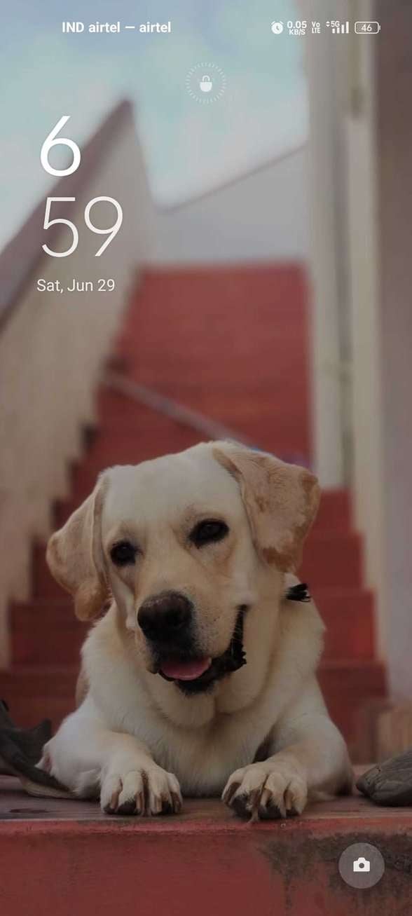 Labrador Retriever Dogs For Mating In Chennai