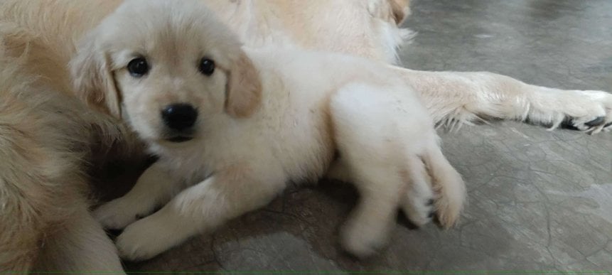 Golden Retriever For Sale In Secunderabad