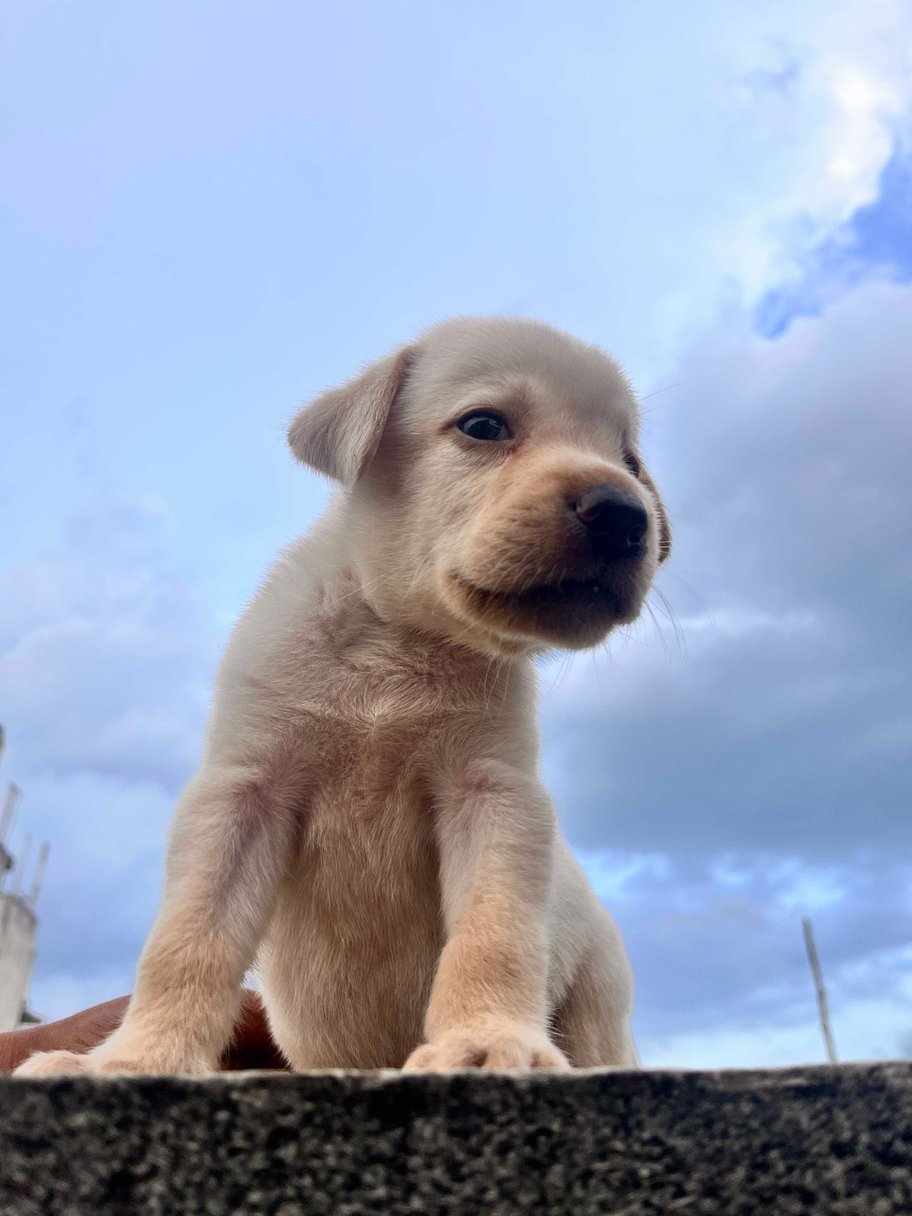 Labrador Retriever For Sale In Pondicherry