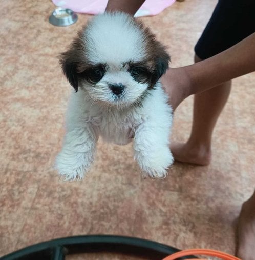 Shih Tzu For Sale In Kochi
